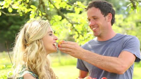 happy couple eating apples together in a garden