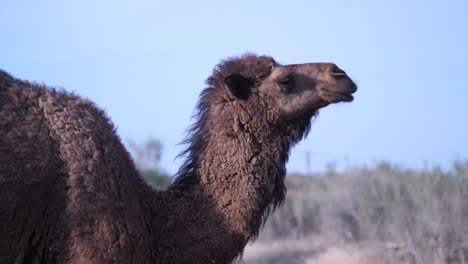 brown camel in desert