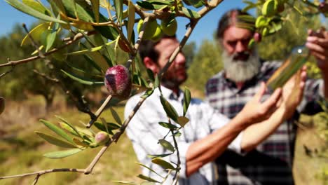 friends examining olive oil in farm 4k