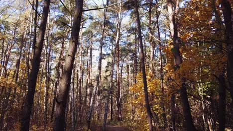 Eine-Drohne-Langsam-Durch-Den-Wald-Fliegen