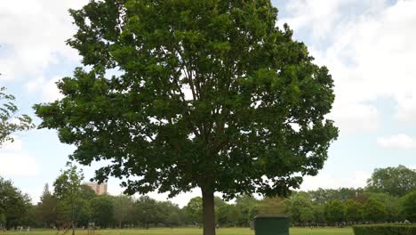 árbol-En-Un-Parque-De-Hierba-En-Londres,-Ramas-Moviéndose-Con-Fuertes-Vientos,-En-Cámara-Lenta