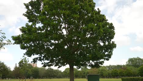 tree in a grassy park in london, branches moving in strong winds, in slow motion