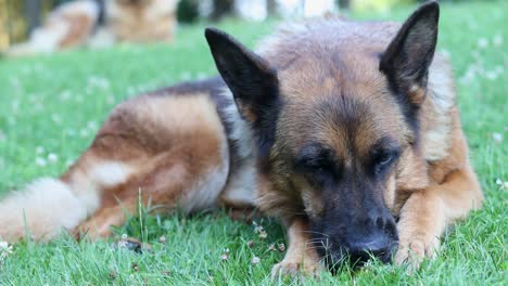 cinematic close-up shot of a german shepherd dog eating while laying on a grassy field with a second dog in the background