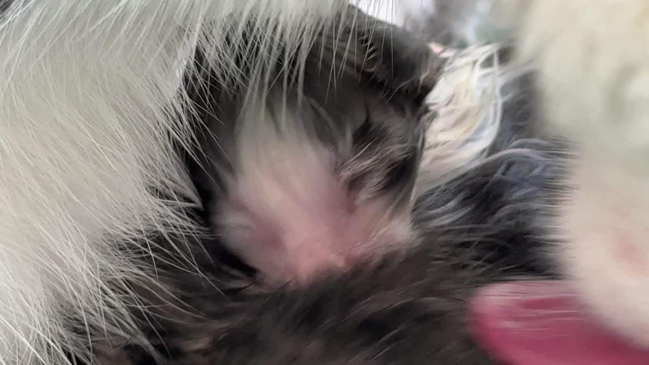 집에 새끼 고양이가 있는 고양이