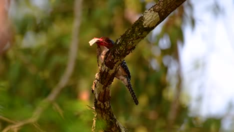 A-tree-kingfisher-and-one-of-the-most-beautiful-birds-found-in-Thailand-within-tropical-rain-forests