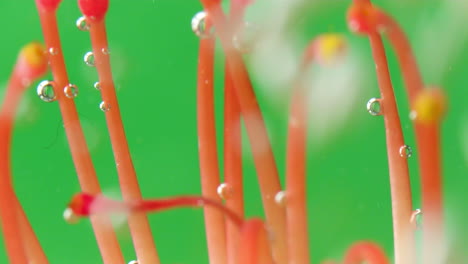 close-up of a flower with water droplets and bubbles