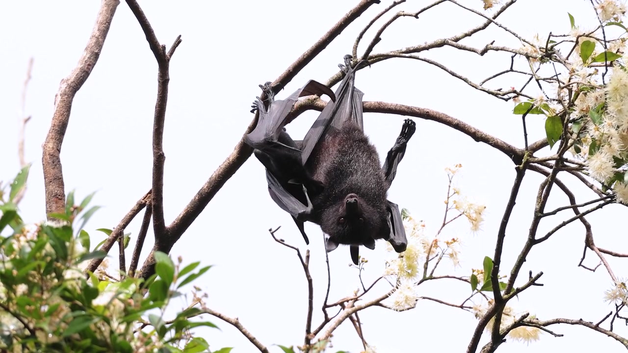 Vista di una madre di volpe volante selvatica (pipistrello della frutta) che nutre i suoi cuccioli mentre è appesa agli alberi, nel Nuovo Galles del Sud settentrionale, Australia.