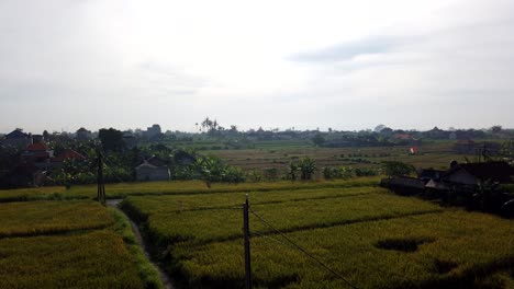 Rural-Life-Rice-Field-Paddy-Time-Lapse-Aerial-Agricultural-Harvest-Sky-Indonesia-Bali-Southeast-Asian-Green-Fields,-Morning-Sky-Horizon-at-Traditional-Village