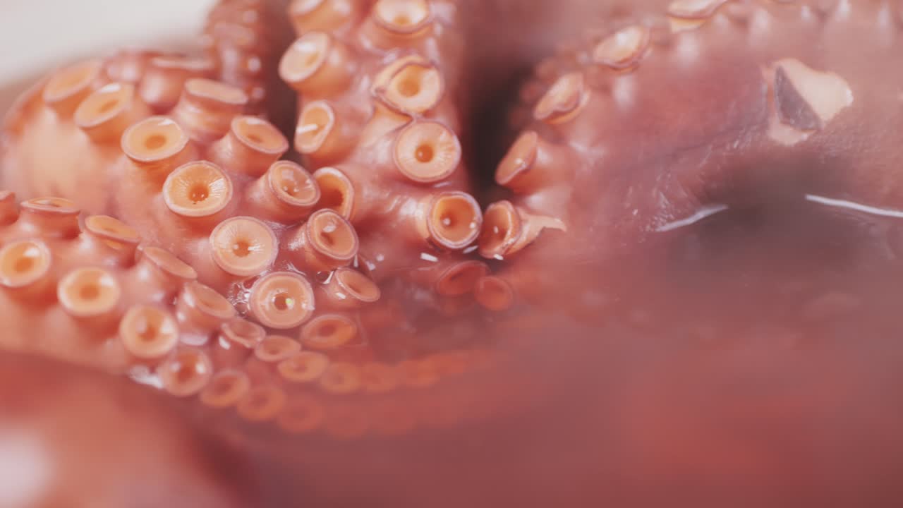 Octopus cooking, chef Boiling fresh octopus on restaurant kitchen, healthy food, seafood cafe in spain, traditional asian japanese spanish and mediterranean dish.