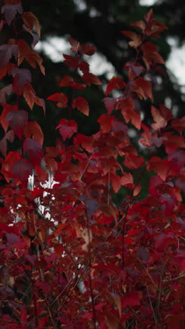 las hojas rojas de otoño se balancean suavemente en la brisa, creando un sorprendente contraste contra un fondo borroso de árboles verdes, el follaje vibrante de la temporada muestra la transición de la naturaleza.