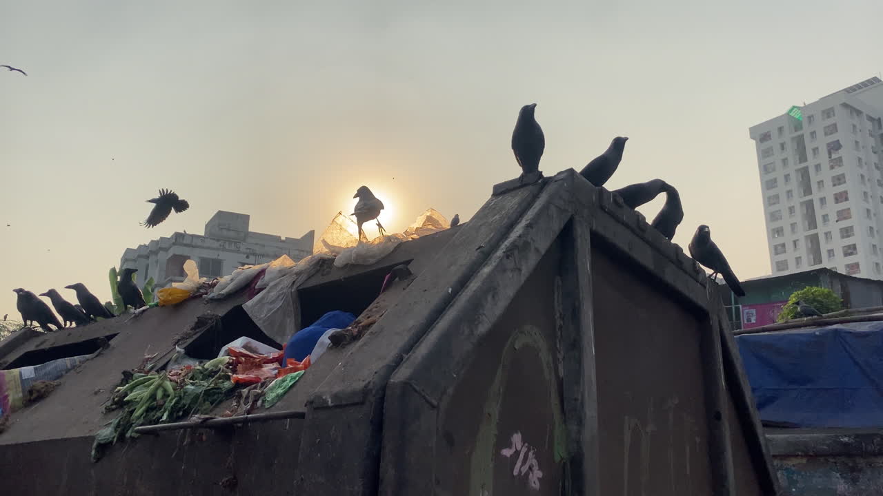 silueta de pájaros sentados en la parte superior del contenedor de basura, suburbios de la ciudad de dhaka en segundo plano