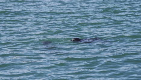 Zwei-Robben-Schwimmen-Nahe-Beieinander-In-Ruhiger-See-Und-Tauchen-Unter-Wasser