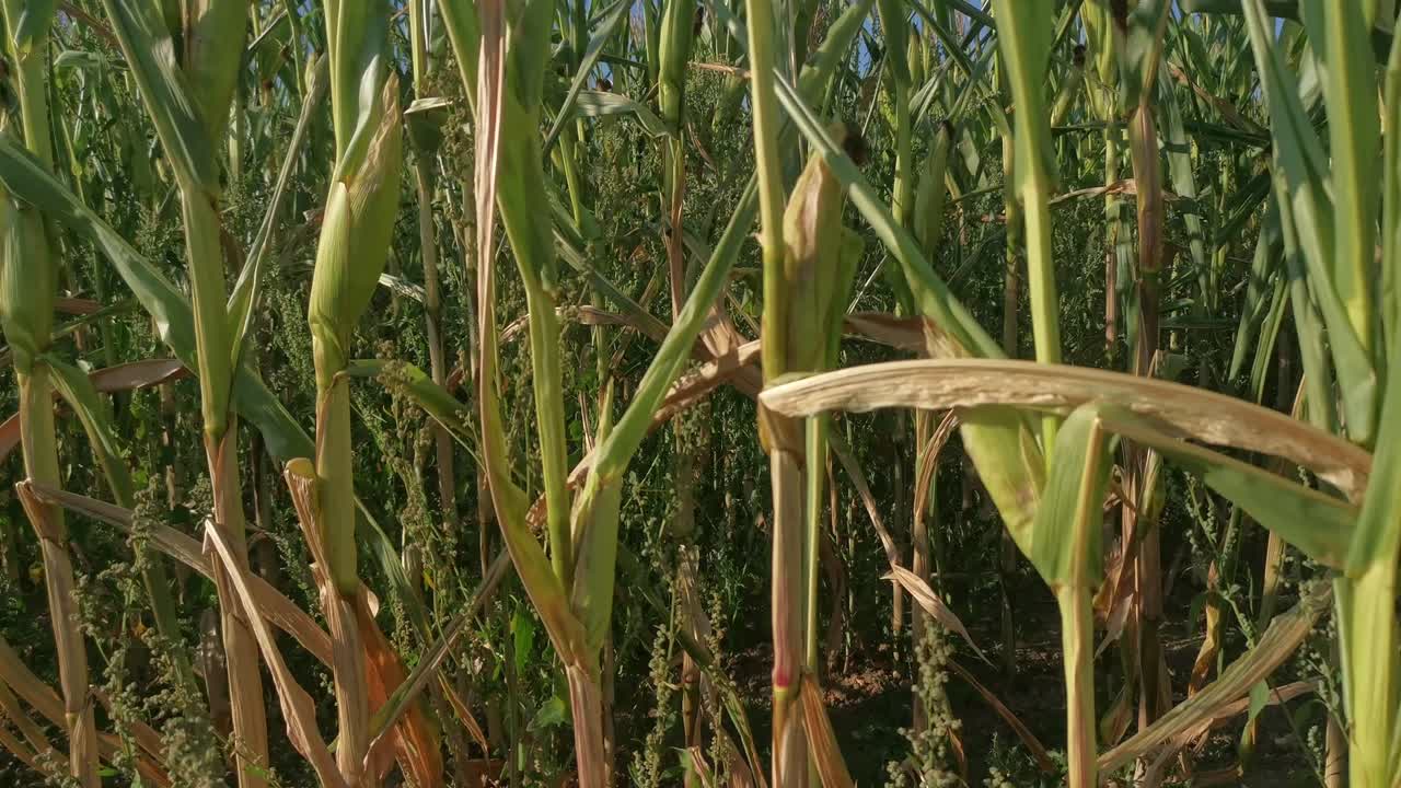 mazorcas de maíz verdes y maduras dentro de un denso campo de maíz bajo la cálida luz del sol