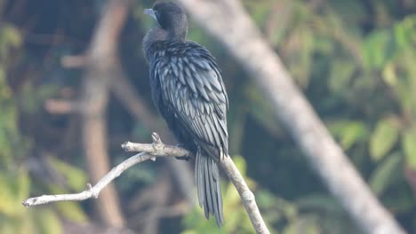 cormorant in pond area .