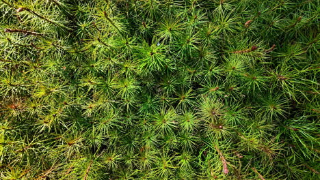 Zoom-in-shot-over-a-green-moss-covering-the-surface-of-wood-log-with-sunlight-falling-on-it