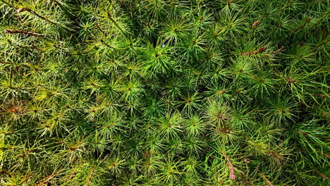 zoom in shot over a green moss covering the surface of wood log with sunlight falling on it