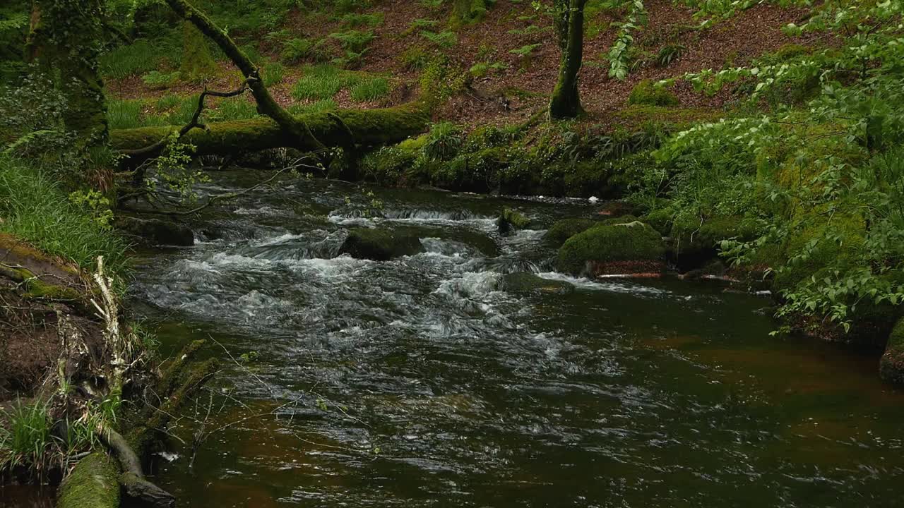 The River Fowey flowing through woodland in Spring