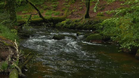 the river fowey flowing through woodland in spring