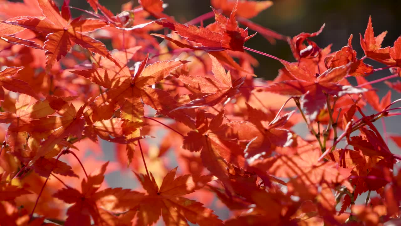 Autumn colors in Japan. Close up of red maple leaves in full bloom
