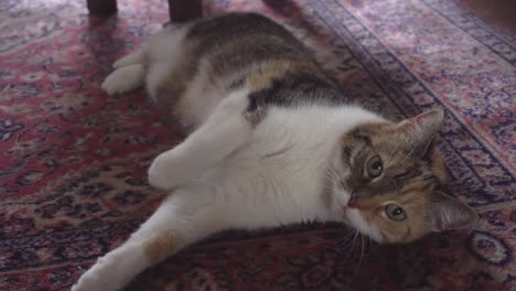 cat lying on the floor looking intensively at camera