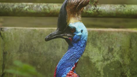 close up of southern cassowary