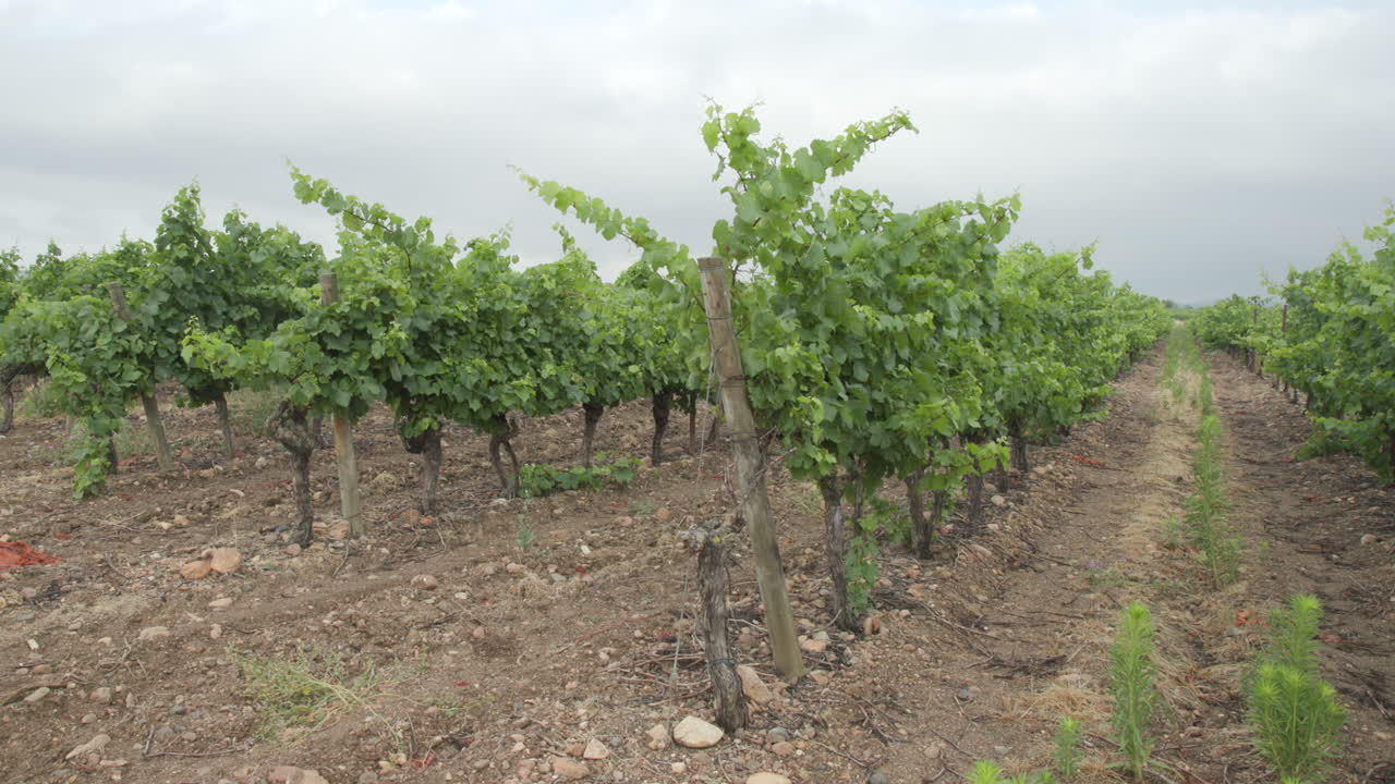 una fila de vides alineadas en un viñedo en el sur de francia en un día nublado