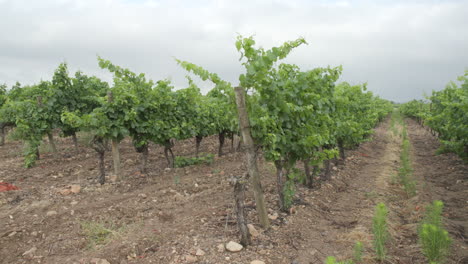 a row of grape vines lined up in a vineyard in southern france on a cloudy day