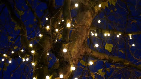 Mirando-Hacia-Las-Luces-Suaves-Y-Brillantes-Envueltas-Alrededor-Del-árbol-Desnudo-De-Invierno-Por-La-Noche