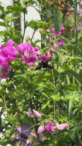 close up of large black carpenter bee sitting on purple hibiscus flower with green leaves