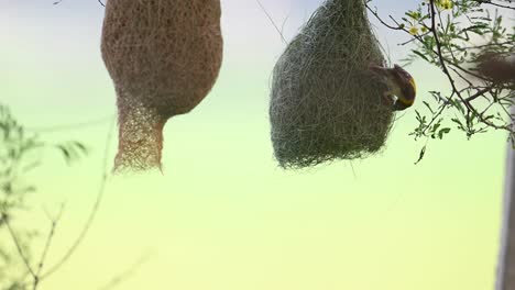 baya weaver bird making nest