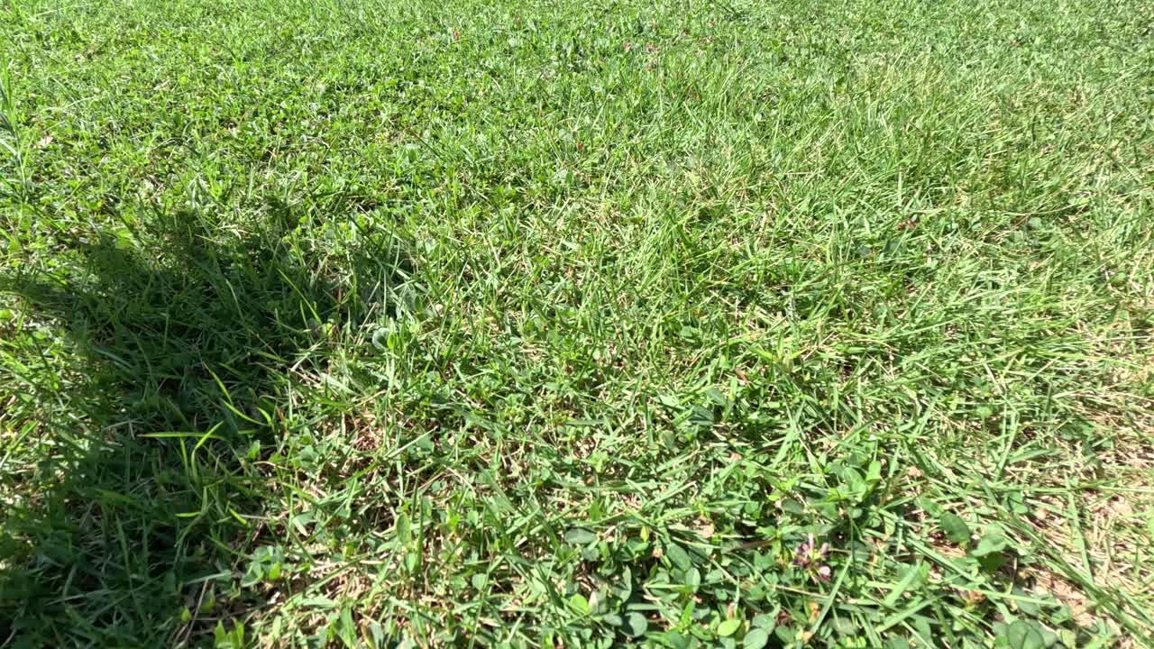 sombra en el césped