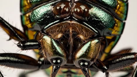 macro close-up of an iridescent green and gold beetle