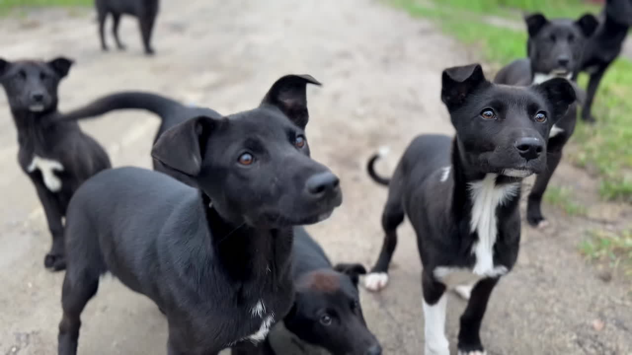 Big doggy family hungry for food, running up to a hand hoping for a treat. Stray black and white puppies in the countryside.