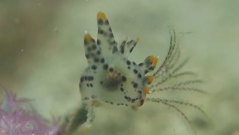 spotted pikachu nudibranch extends patterned cerata into water current