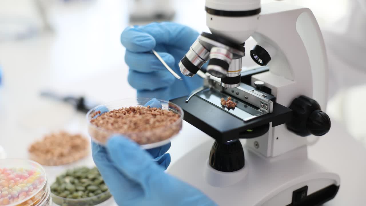 Scientist Analyzing Seeds with a Microscope in a Laboratory