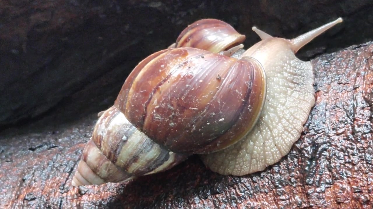 Caracol em uma árvore aproveitando gotas de chuva e se movendo com a família
