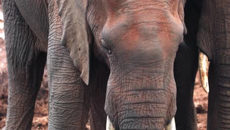 a view of elephants' trunk and tusks in aberdare national park, kenya - close up