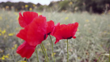 close up shot of poppy flowers in full bloom over a field during evening time