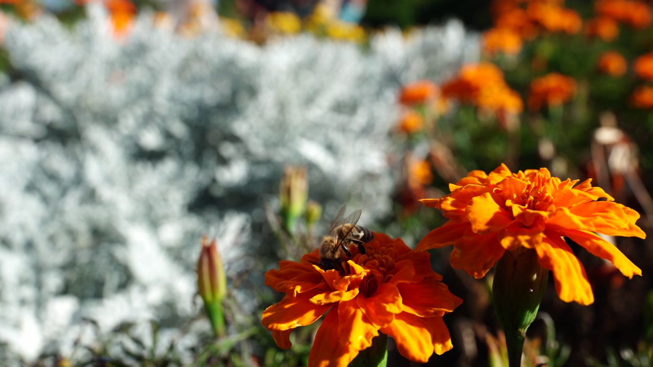 Bee collecting nectar on orange marigold flower with green foliage in garden during bright daylight