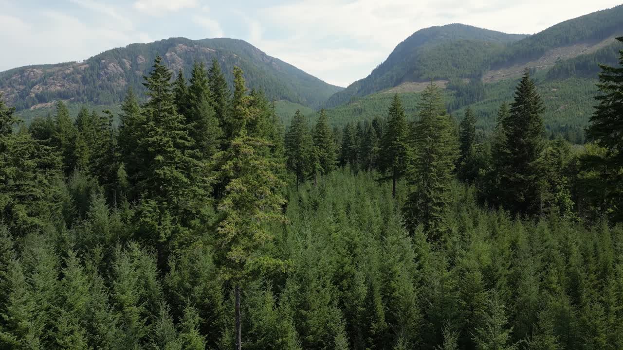 Un drone aereo si alza sopra la fitta chioma degli alberi mentre si sposta verso destra, rivelando un terreno boschivo e montagne a media distanza in una giornata estiva leggermente nuvolosa sull'Isola di Vancouver, in Canada