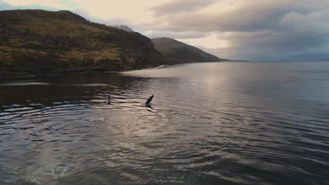 aerial view of jumping humpback whales