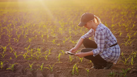 una agricultora está trabajando en el campo al atardecer estudiando brotes de plantas fotografiándolos usando en