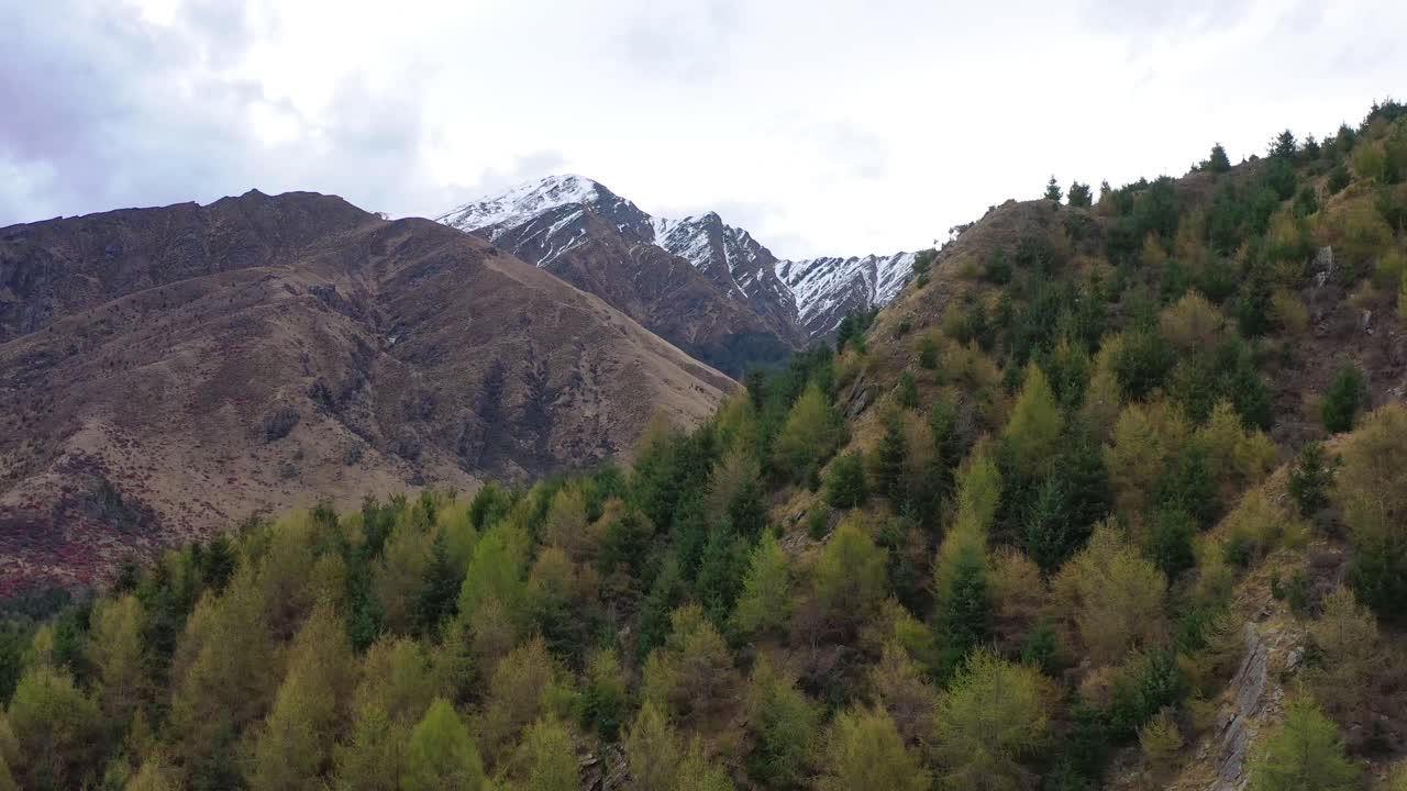 hermosa antena sobre bosques de pinos y árboles que crecen en la isla sur de nueva zelanda