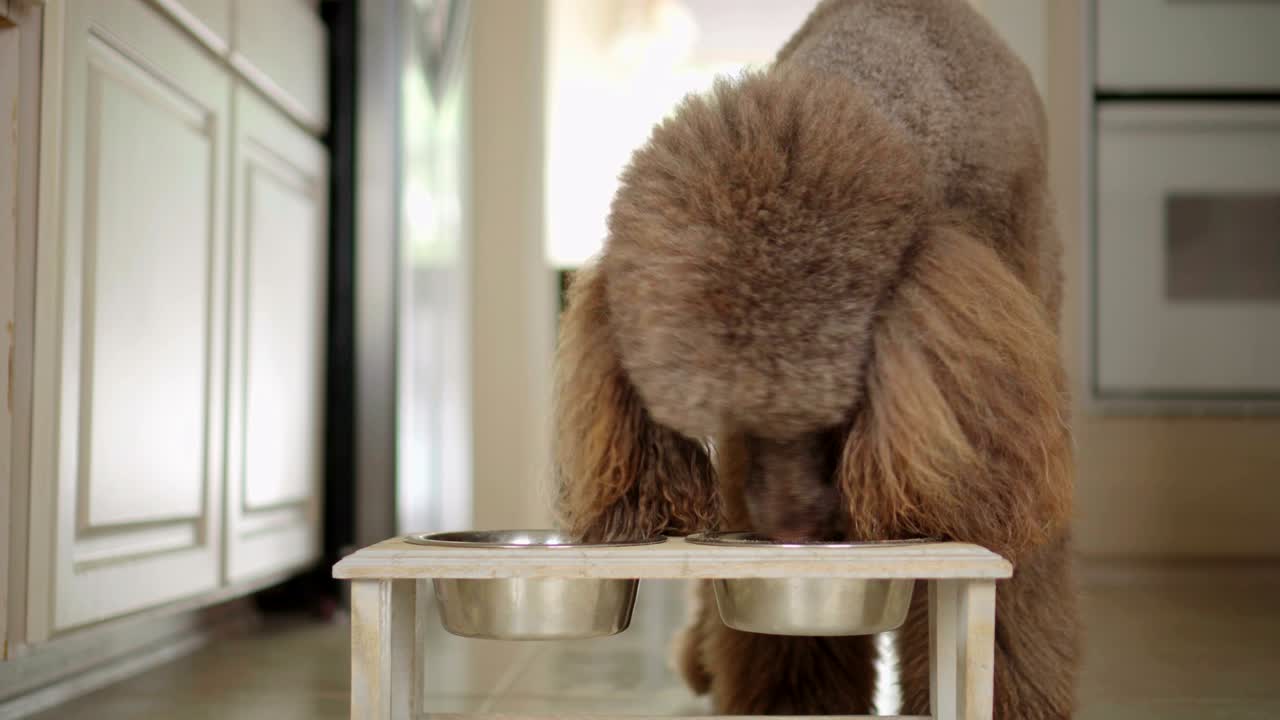 video de 4k de un caniche estándar marrón comiendo de un cuenco en la cocina