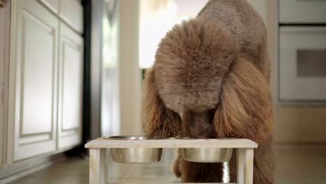 video de 4k de un caniche estándar marrón comiendo de un cuenco en la cocina