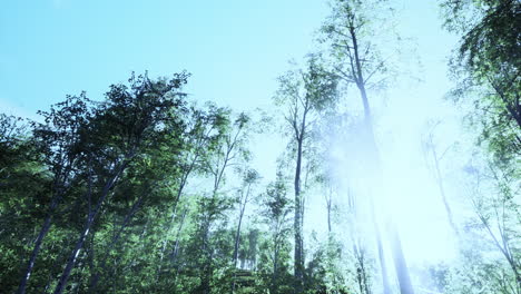 Eine-Allee-Aus-Birken-An-Einem-Sonnigen-Tag