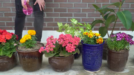 watering flowers in pots near the house