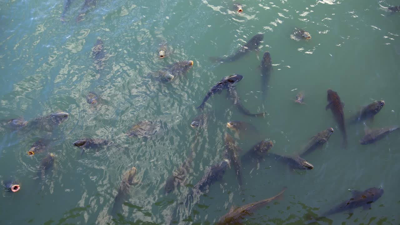 High angle view: Carp fish beg for food at surface of Japanese pond