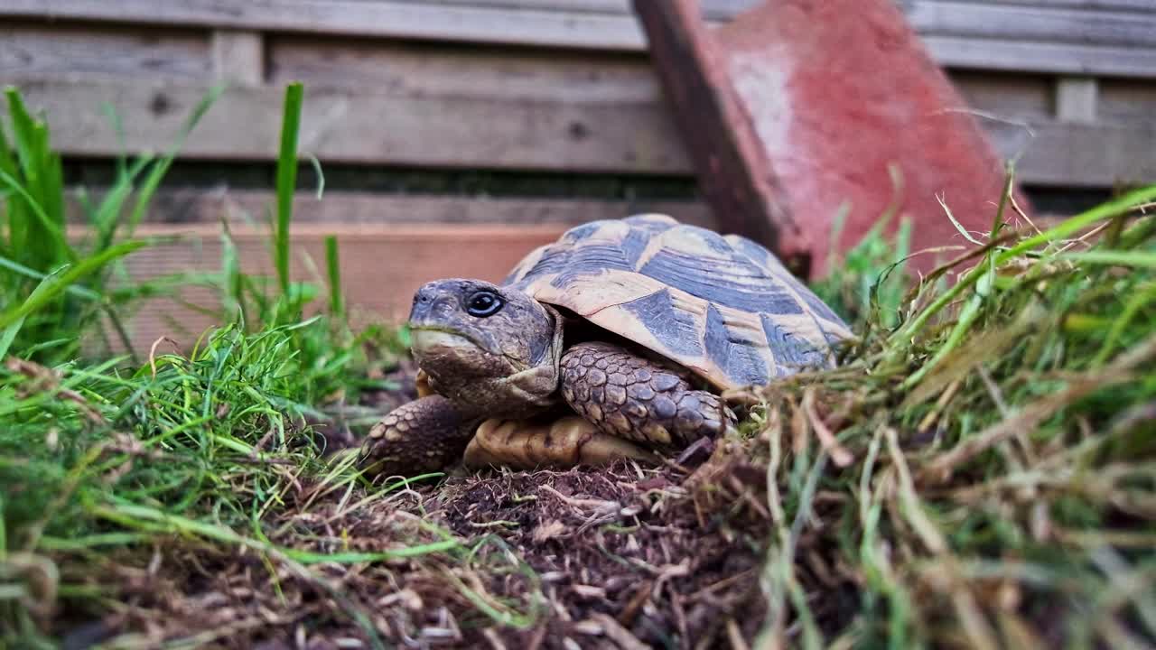 Terrestrial tortoise on grass surface near wooden planks in enclosure