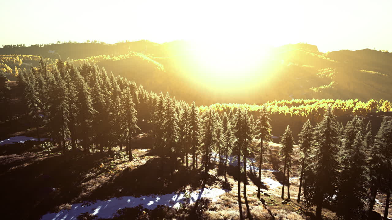 높은 나무 와 먼 산 들 이 있는 조용 한 숲 위 의 해가 뜨는 것